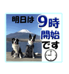 ボーダーコリーの連絡用スタンプ（個別スタンプ：14）