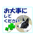 ボーダーコリーの連絡用スタンプ（個別スタンプ：15）