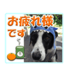 ボーダーコリーの連絡用スタンプ（個別スタンプ：16）