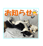 ボーダーコリーの連絡用スタンプ（個別スタンプ：17）