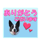 ボーダーコリーの連絡用スタンプ（個別スタンプ：18）