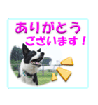 ボーダーコリーの連絡用スタンプ（個別スタンプ：19）