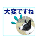 ボーダーコリーの連絡用スタンプ（個別スタンプ：20）