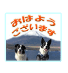 ボーダーコリーの連絡用スタンプ（個別スタンプ：21）