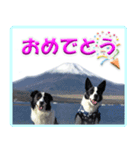 ボーダーコリーの連絡用スタンプ（個別スタンプ：22）