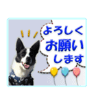 ボーダーコリーの連絡用スタンプ（個別スタンプ：23）