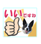 ボーダーコリーの連絡用スタンプ（個別スタンプ：24）