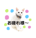kuuちゃまの日常（個別スタンプ：3）