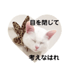 kuuちゃまの日常（個別スタンプ：14）