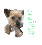 のんdog2（個別スタンプ：1）