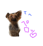 のんdog2（個別スタンプ：3）