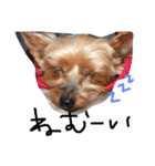 のんdog2（個別スタンプ：4）