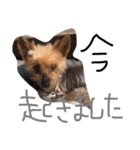 のんdog2（個別スタンプ：5）