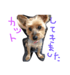 のんdog2（個別スタンプ：6）