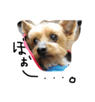のんdog2（個別スタンプ：7）