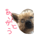 のんdog2（個別スタンプ：10）