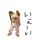 のんdog2（個別スタンプ：11）