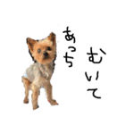 のんdog2（個別スタンプ：13）