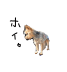 のんdog2（個別スタンプ：14）
