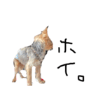 のんdog2（個別スタンプ：15）