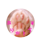 普段使いのネコスタンプ（個別スタンプ：3）
