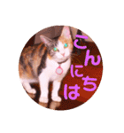 普段使いのネコスタンプ（個別スタンプ：4）