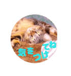 普段使いのネコスタンプ（個別スタンプ：8）