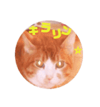 普段使いのネコスタンプ（個別スタンプ：9）