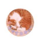 普段使いのネコスタンプ（個別スタンプ：12）
