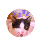 普段使いのネコスタンプ（個別スタンプ：15）