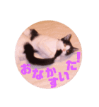 普段使いのネコスタンプ（個別スタンプ：16）