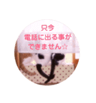 普段使いのネコスタンプ（個別スタンプ：19）