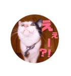 普段使いのネコスタンプ（個別スタンプ：20）
