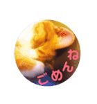 普段使いのネコスタンプ（個別スタンプ：21）