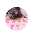普段使いのネコスタンプ（個別スタンプ：22）