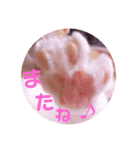 普段使いのネコスタンプ（個別スタンプ：24）