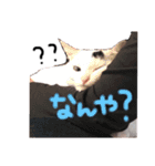 うちの猫様。（個別スタンプ：1）