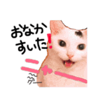 うちの猫様。（個別スタンプ：3）