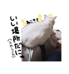 うちの猫様。（個別スタンプ：4）