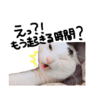 うちの猫様。（個別スタンプ：6）
