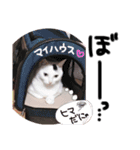うちの猫様。（個別スタンプ：7）
