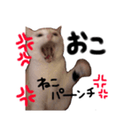 うちの猫様。（個別スタンプ：12）