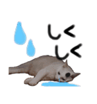 うちの猫様。（個別スタンプ：13）