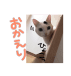 うちの猫様。（個別スタンプ：14）