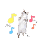 うちの猫様。（個別スタンプ：15）