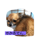 チワワ の ぷーちゃん（個別スタンプ：1）