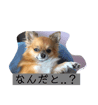 チワワ の ぷーちゃん（個別スタンプ：3）