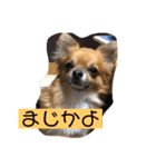 チワワ の ぷーちゃん（個別スタンプ：4）