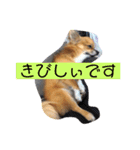 チワワ の ぷーちゃん（個別スタンプ：6）
