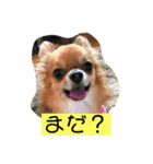 チワワ の ぷーちゃん（個別スタンプ：7）